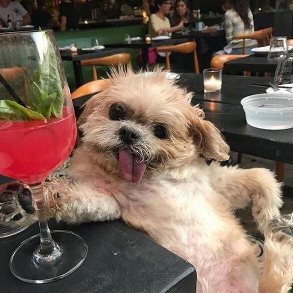 Meet your Posher, Gwen